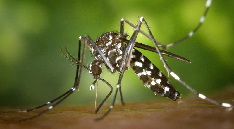 இலங்கை முழுவதும் டெங்கு அபாயம்