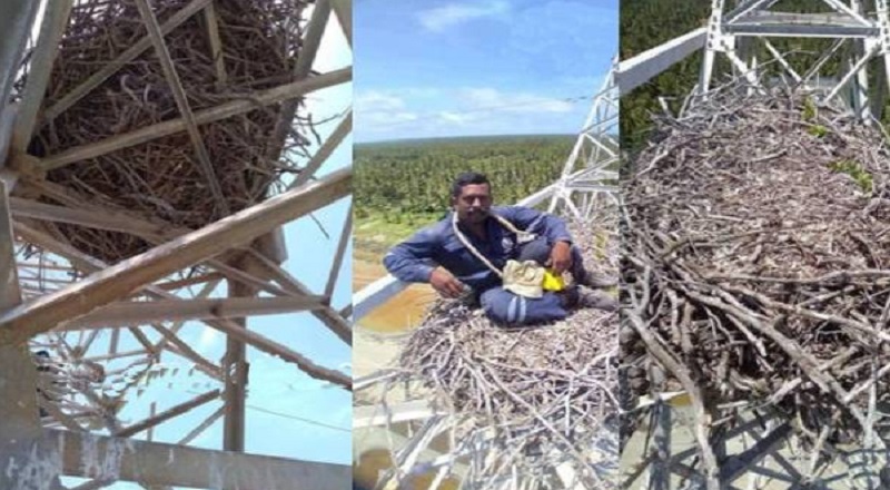 நுரைச்சோலை மின் நிலைய டவரில் ஒரு மனிதன் அமர்ந்திருக்கக் கூடிய வகையில், கழுகு ஒன்று தனது கூட்டை வலிமையாக அமைத்துள்ளது 