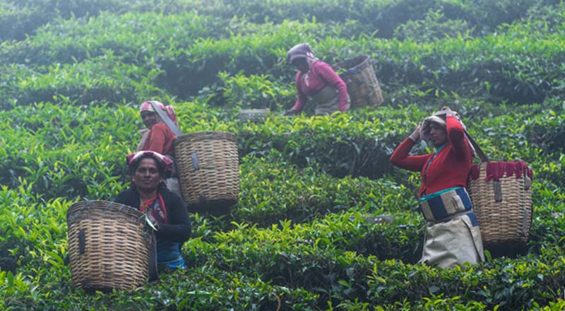 பெருந்தோட்டங்களில் தொழில்புரியும் தொழிலாளர்களுக்கு 1,000 ரூபாய் வழங்குமாறு நீதிமன்றம் தீர்ப்பு!