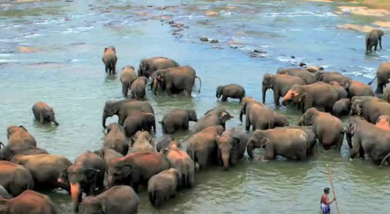 நாட்டின் முதல் இரவு சபாரி பூங்காவாக  பின்னவல மிருகக்காட்சிசாலையை பெயரிட தீர்மானம்