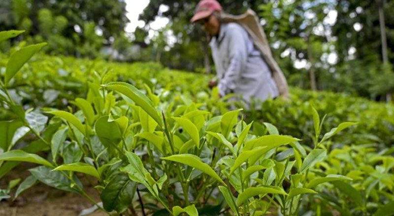 கடந்த சில மாதங்களாக தேயிலை ஏற்றுமதியில் நஷ்டம்