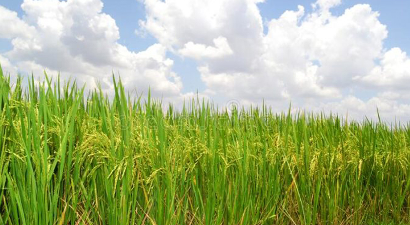 பெரும்போக செய்கையை ஆரம்பிக்குமாறு நீர்ப்பாசன திணைக்களம் ஆலோசனை!