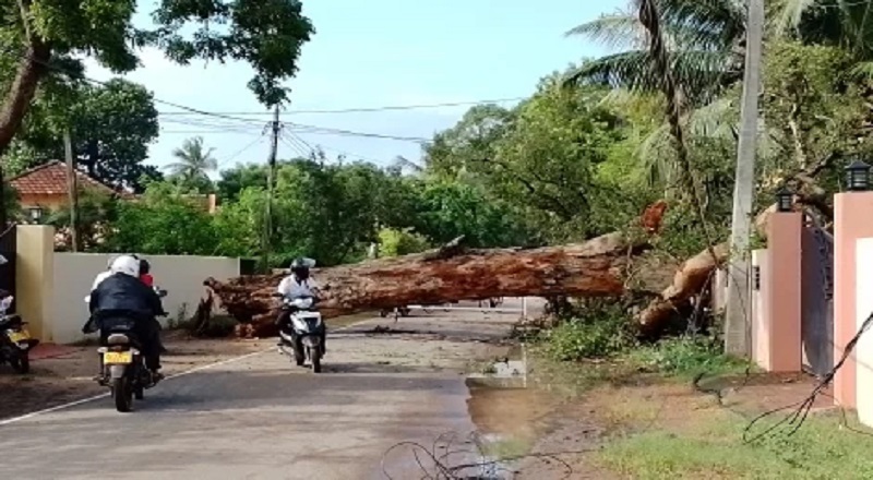 யாழ்ப்பாணம் - கச்சேரி வீதியில் இருநூறு வருடங்கள் பழமை வாய்ந்த மலைவேம்பு மரம் ஒன்று சரிந்து வீழ்ந்துள்ளது