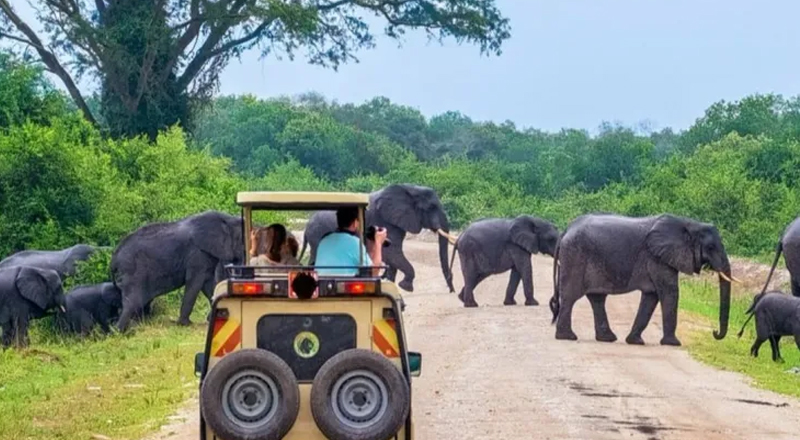 யால பூங்காவில் வன விலங்குகளை துன்புறுத்தும் நபர்களுக்கு எதிராக சட்ட நடவடிக்கை