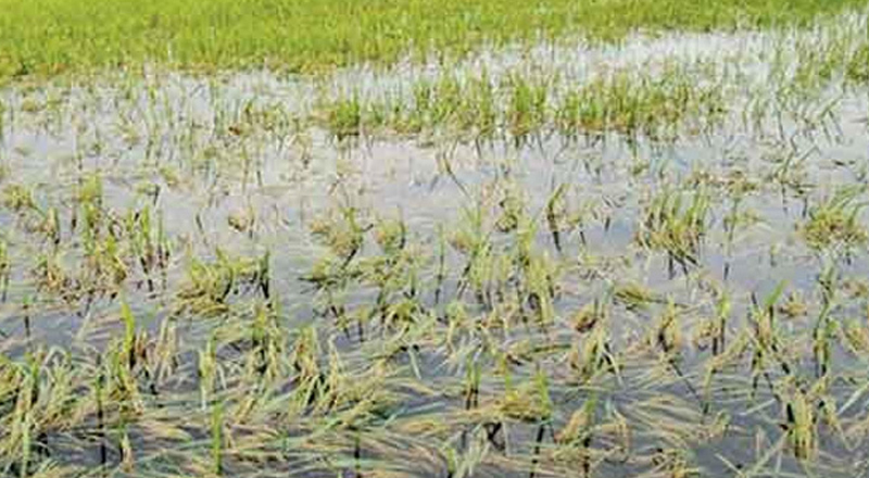 பயிர்ச் சேதங்களுக்கு உள்ளான விவசாயிகளுக்கு இழப்பீடு