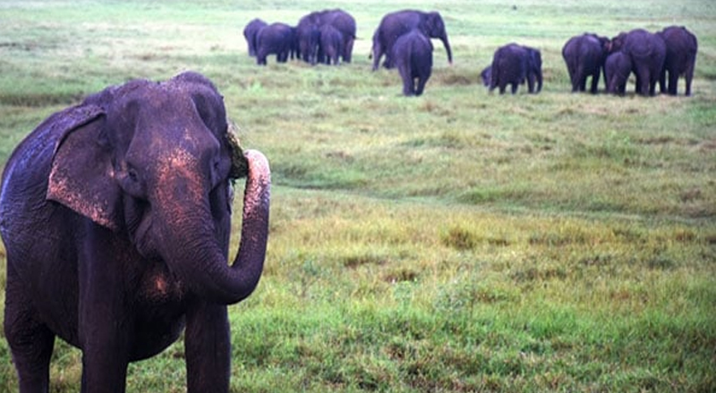 அநுராதபுரத்தில் மனித-காட்டு யானை மோதல் அதிகரிப்பதற்கு முக்கிய காரணம் இதுதான்