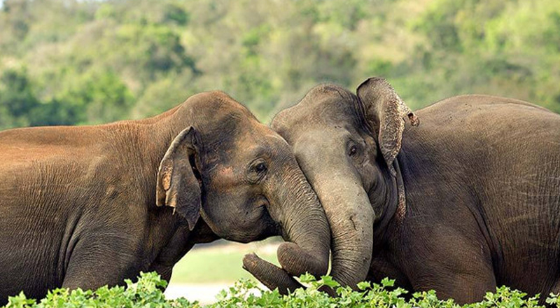 பாதுகாக்கப்பட்ட இனங்கள் பட்டியலில் இருந்து காட்டு யானையை நீக்காமலிருக்க முடிவு