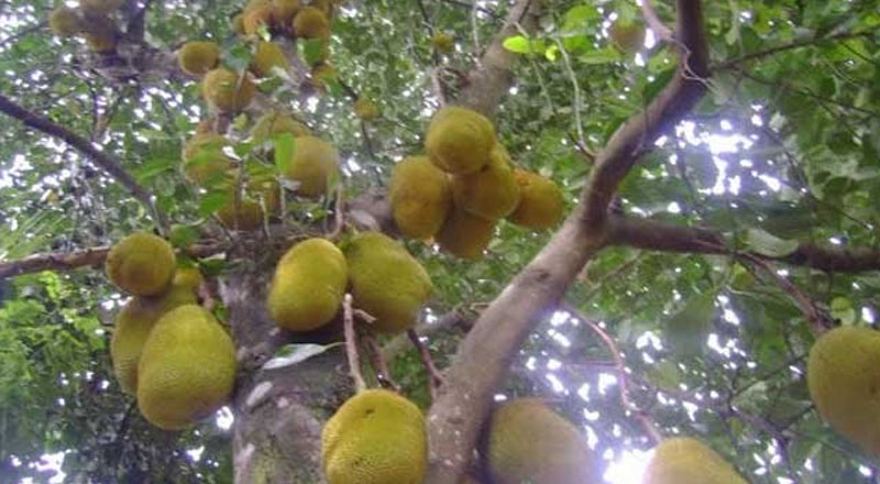 பிள்ளைகளின் பசியை போக்க பலாய்க்காய் பிடுங்கும் போது உயிரை விட்ட தாய்! 