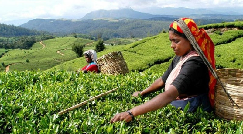 இந்தியா மற்றும் இலங்கைக்கிடையில் தேயிலை, கோப்பி தொழில்துறையை மேம்படுத்த தேசிய திட்டங்கள் 