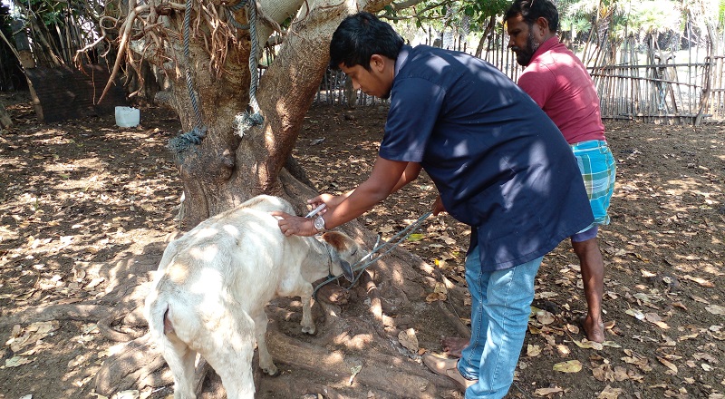 வடமராட்சி கிழக்கிலும் மாடுகளுக்கு அம்மை நோய் தீவிர தடுப்பு நடவடிக்கையில் திணைக்களம்!
