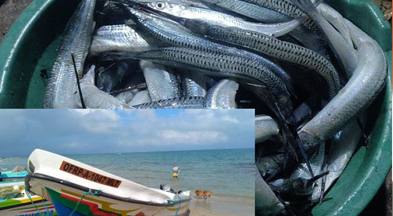 யாழ்ப்பாணம் மாதகலில் முரல் மீன் திருவிழா: விழாக்கோலம் பூண்ட கடற்கரை 