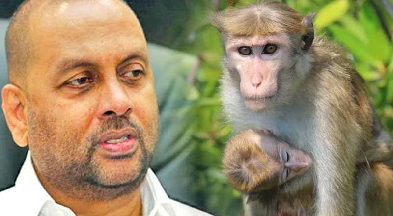 சீனாவுக்கு குரங்குகளை  அனுப்ப  விவசாய அமைச்சர் முயற்சி