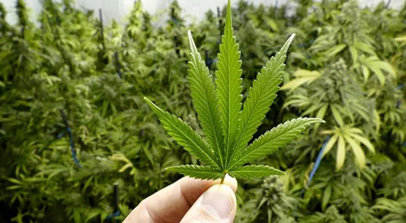 கஞ்சாவை சட்டப்பூர்வமாக்க அமைச்சரவை பத்திரம்