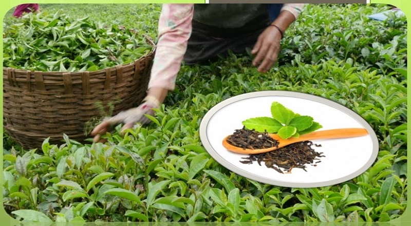 இரசாயன உரங்கள் மீதான தடையானது தேயிலை உற்பத்தியில் 16% வீழ்ச்சியை ஏற்படுத்தியுள்ளது