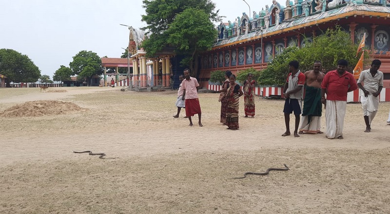 யாழ்ப்பாணம் - நயினாதீவு நாகபூஷணி அம்மன் வீதியில் வலம் வந்த நாகங்கள்