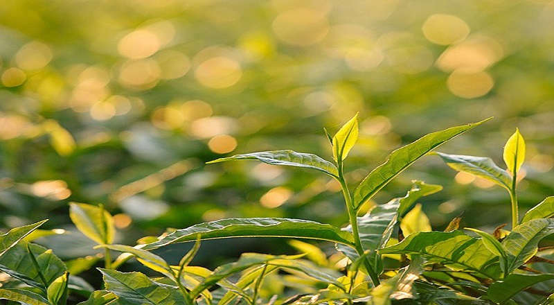 ஈரானின் எண்ணெயை  தேயிலை பொருட்களுடன் மாற்றுவதற்கு ஒப்பந்தம் செய்து தொடங்க திட்டம்