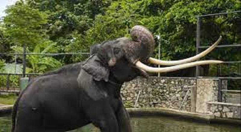 தாய்லாந்து சென்ற முத்து ராஜா  5-10 நிமிடங்களுக்கு ஒருமுறை உணவுக்காக அழுவதாக தகவல்