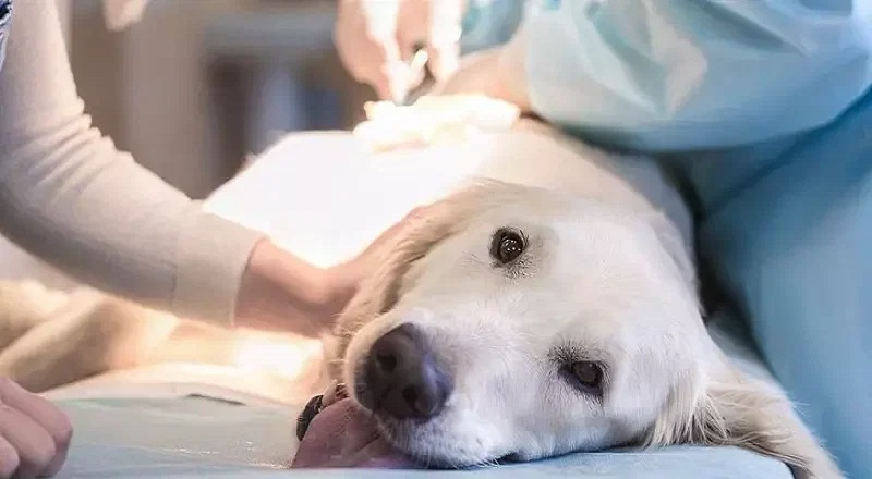 விலங்குகளின் சிகிச்சை தொடர்பான தரவுகளை உள்ளடக்கிய புதிய செயலி அறிமுகம்