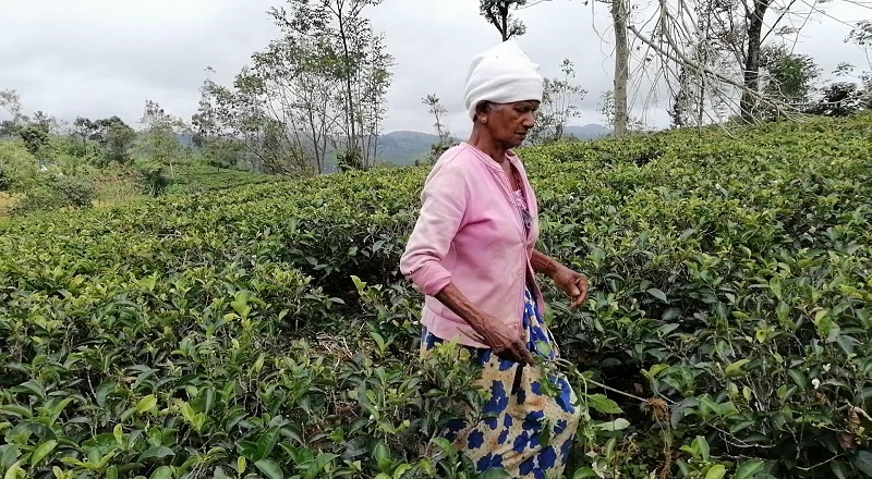 சிறிய தேயிலை தோட்டங்கள் கைவிடப்படும் அபாயம்