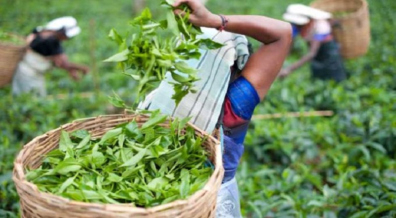 தேயிலை தொழிற்சாலை அருகில் உள்ள வடிகால் பகுதியில் ஆண் ஒருவரின் சடலம்மீதான வைத்திய அறிக்கை.