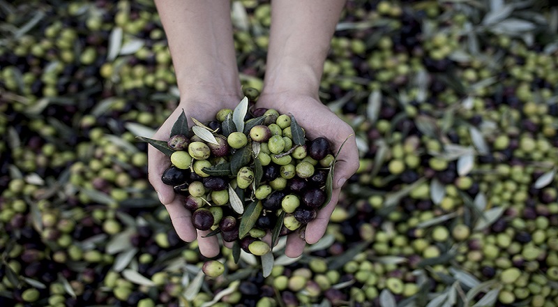 ஒலிவ் பயிர்ச்செய்கையை அறிமுகப்படுத்துவது குறித்து கவனம் செலுத்தும் அரசாங்கம்