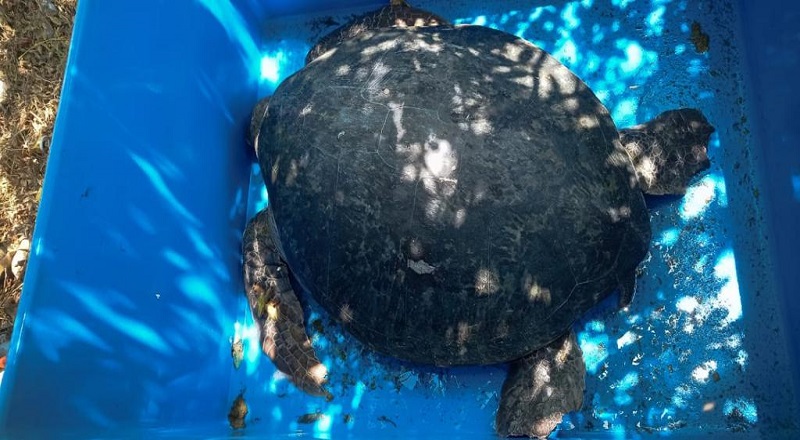 மன்னாரில் மறைத்து வைக்கப்பட்டிருந்த 160 கிலோ கிராம் எடை கொண்ட கடல் ஆமை உயிருடன் மீட்பு