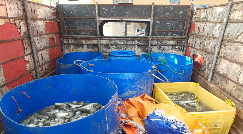 மன்னாரில் அனுமதிப்பத்திரம் இன்றி கொண்டு சென்ற 2 ஆயிரம்   கடலட்டைகள் உயிருடன் மீட்பு