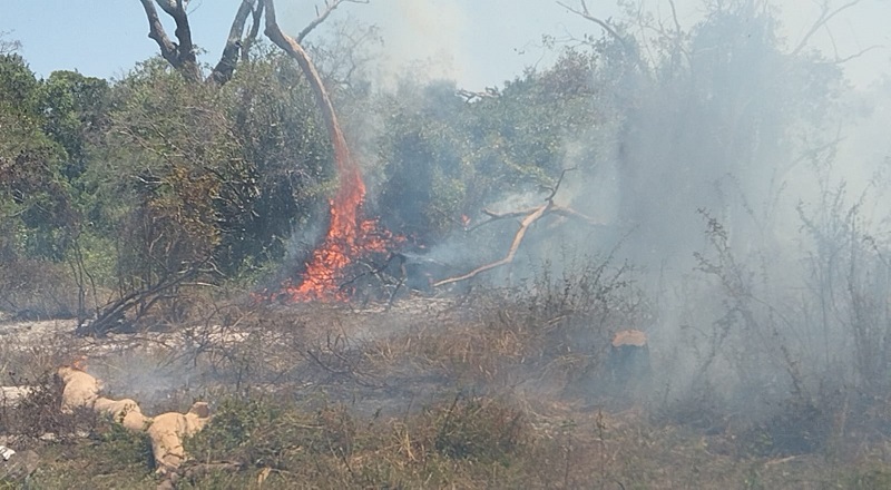 முட்கொம்பன் காட்டுப் பகுதியில் தீ பரவல் - பூநகரி பிரதேச சபை கட்டுப்படுத்தியது