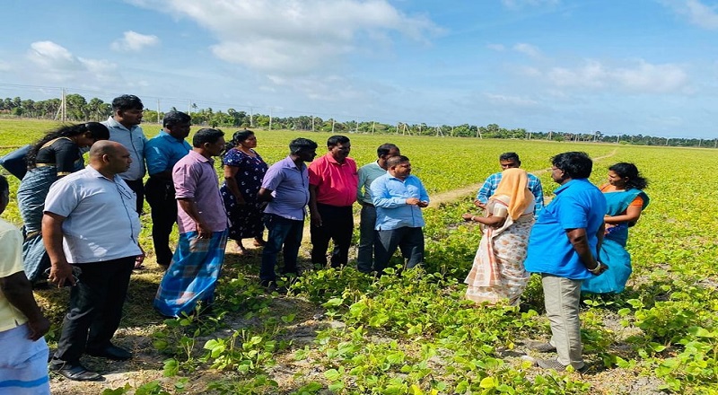 மன்னாரில் பயறு அமோக விளைச்சல் அறுவடையை பார்வையிட்டார் இராஜாங்க அமைச்சர் காதர் மஸ்தான்
