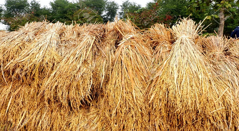 முக்கியமான செய்தி. நல்ல விலைக்கு நெல் விற்க்க. நெற் பயிர் செய்பவர்களுக்கு இச்செய்தியை பகிரவும்.
