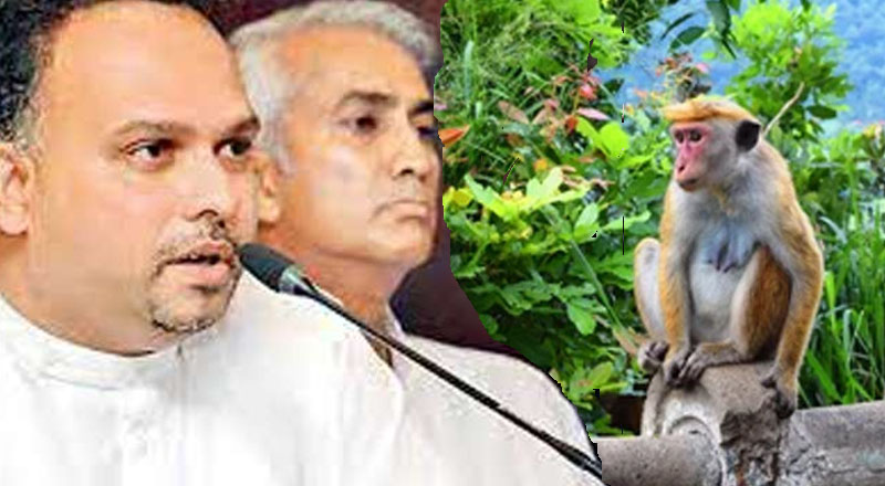 குரங்குகள் சீன பரிசோதனைக் கூடங்களில் சித்திரவதை அனுபவிப்பதற்கான சாத்தியக்கூறுகள் அதிகம்! 