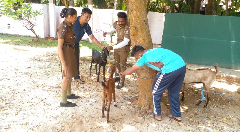 இறைச்சிக்காக வெட்டுவதற்கு கொண்டு சென்ற மூன்று ஆடுகள் நெல்லியடி பொலிஸாரால் மீட்பு!