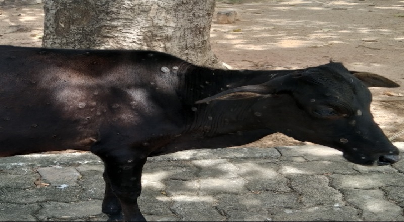 வற்றாப்பளை ஆலய சூழலில் நோய்களுடன் கால்நடைகள் - அதிகாரிகள் கவனம் செலுத்த வேண்டும்