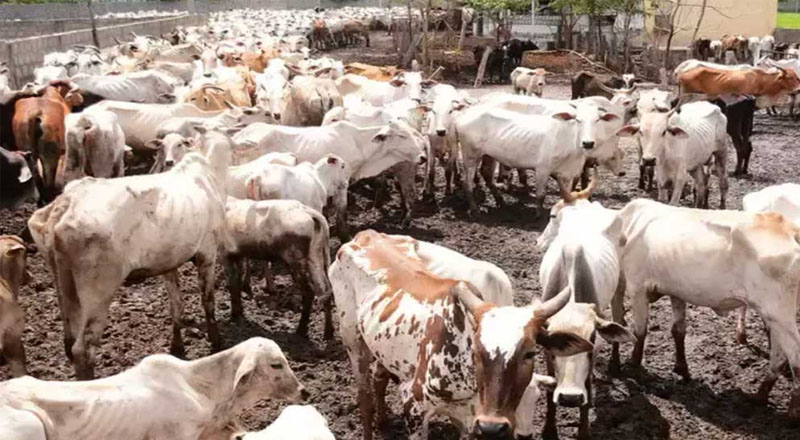 மேல் மாகாணத்தில் அதிகரித்துள்ள மாடு திருட்டு: சொகுசு வாகனங்களில் திருடிச் செல்வதாக குற்றச்சாட்டு