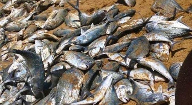 கொத்மலை ஓயாவில் உயிரிழக்கும் மீன்கள்: சுகாதார சேவைகள் பணிப்பாளர் விடுத்துள்ள கோரிக்கை