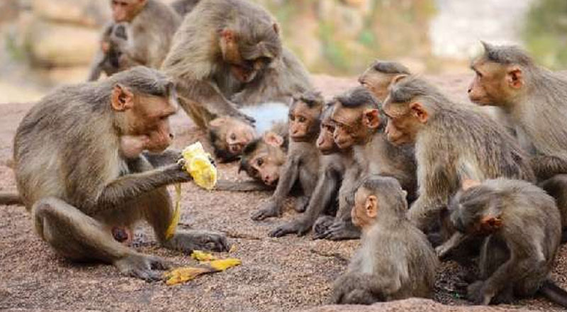 குரங்குகளை சீனாவிற்கு அனுப்புவது தொடர்பில் ஆராய விசேட குழு!