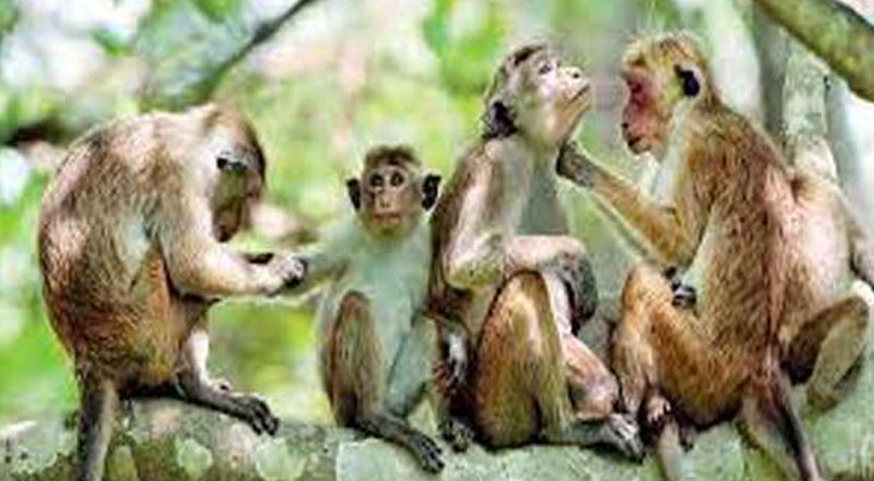குரங்குகளை  சீனாவுக்கு இனப்பெருக்கத்திற்காக ஏற்றுமதி செய்கிறோம்!
