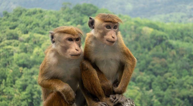 இலங்கையிடமிருந்து சீனா குரங்குகளைக் கேட்கவில்லை: சீன தூதரகம்