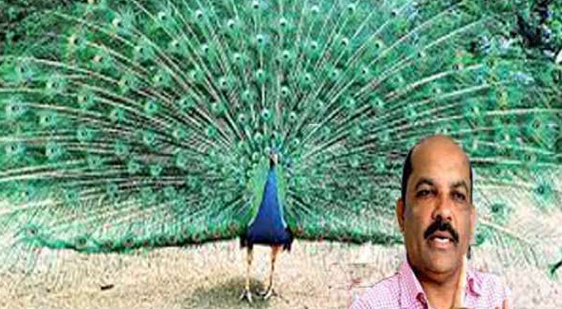 மயில்களையும் சீனாவிற்கு  ஏற்றுமதி செய்ய வேண்டும்! பாலித ரங்கே பண்டார