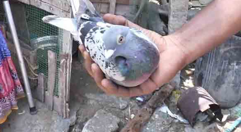 இலங்கைப் புறா தனுஷ்கோடி அருகே நடுக்கடலில் தஞ்சம்! 