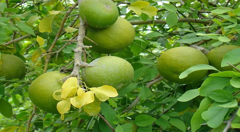 தெய்வ சக்தி கொண்ட 3 கடவுளைக் குறிக்கும் வில்வ இலை எதற்குத் தீமை தருகிறது?