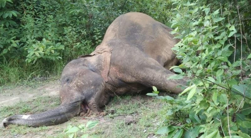 உயிரிழந்த யானையின் தந்தங்களை வெட்டிய சந்தேக நபர்களை கண்டுபிடிக்க விசாரணை