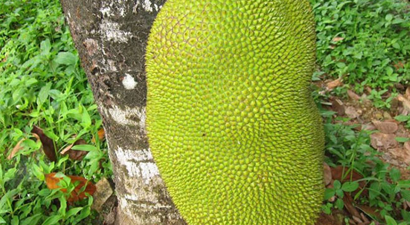 பலாப்பழத்தால் வந்த வினை: பேக்கரி உரிமையாளர் உயிரிழப்பு