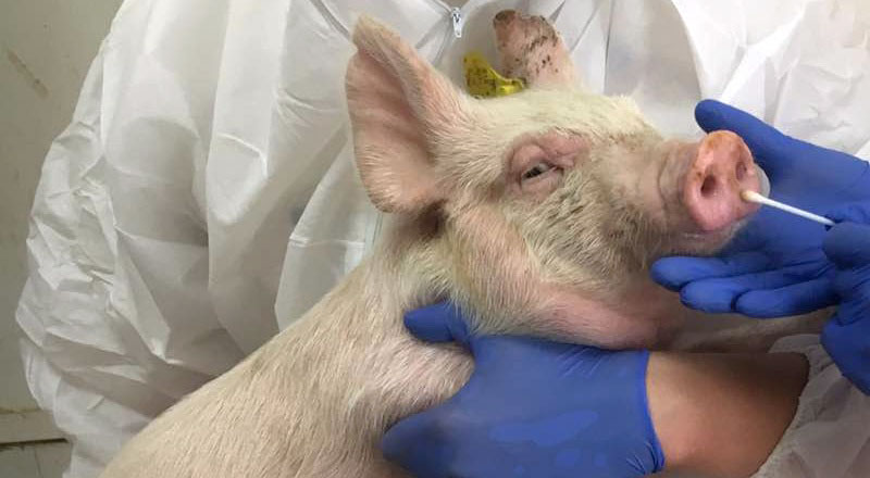 பன்றிக்காய்ச்சல் குறித்து கால்நடை வைத்திய அதிகாரிகளின் அறிவிப்பு