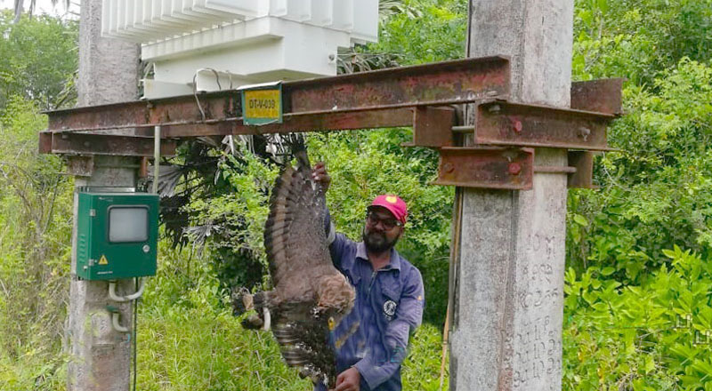 இரையின் காரணமாக உயிரிழந்த இலங்கையின் அரிதான ராட்சத பருந்து!