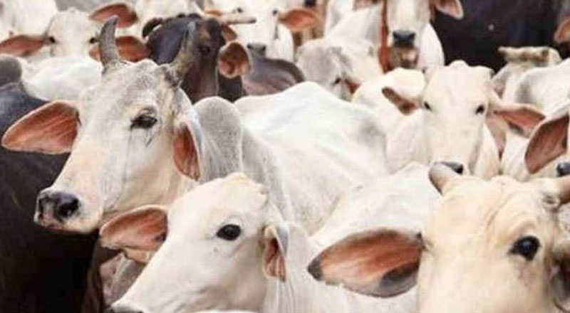 இலங்கையில் விலங்கு இறைச்சி உண்ண தடை!