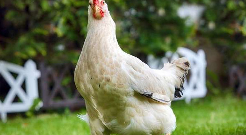 காணாமல் போகும் பண்ணைகள்!  இறைச்சியையும் இறக்குமதி செய்ய வேண்டிய அபாயம்