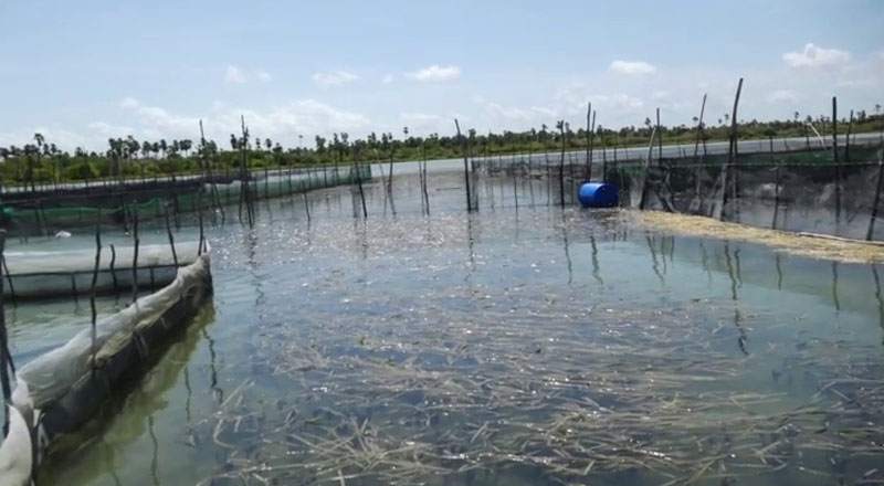 சீன கடலட்டைப் பண்ணைகளால் வடக்கு  கடற்பகுதிகளுக்கு வரும் ஆபத்து!