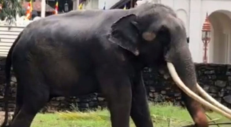 முத்துராஜா தாய்லாந்துக்கு அழைத்துச் செல்லப்படுவதற்கான காரணம்