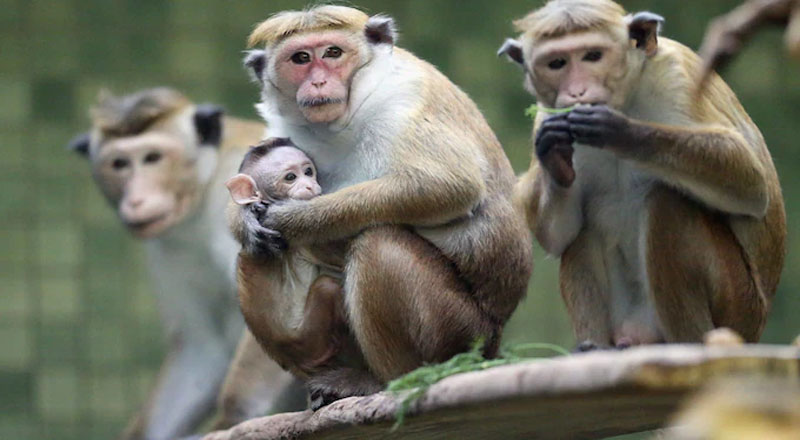 குரங்குகளை நாடு கடத்த மாட்டோம்: மேன்முறையீட்டு நீதிமன்றத்தில் உறுதிமொழி